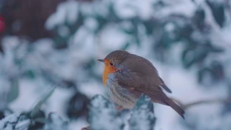 focus pull, lonely robin bird waiting in the snow