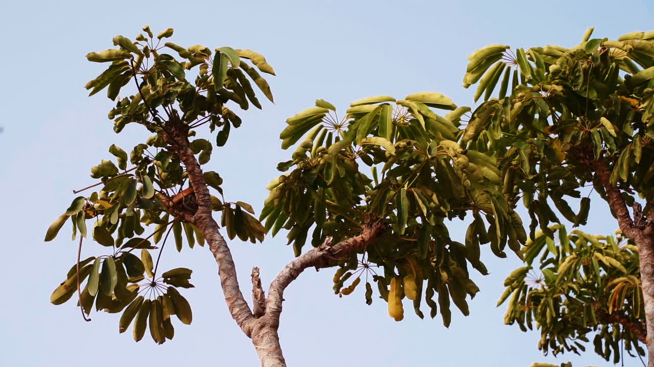 tiro de abajo hacia arriba del árbol grancanario con hojas raras contra el cielo azul en verano