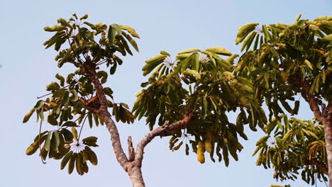 bottom up shot of gran canarian tree with rare leaves against blue sky in summer