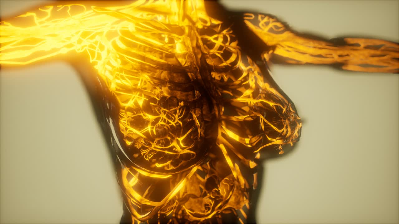 inspección de la sangre en los vasos sanguíneos del sistema circulatorio