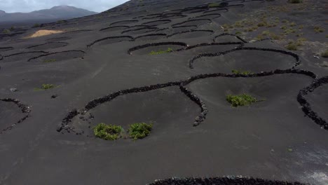 protected landscape of la geria wine valley in lanzarote, spain. aerial