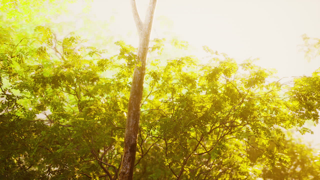 아침에 태양 광선과 렌즈 플레어와 함께 다채로운 신비로운 숲