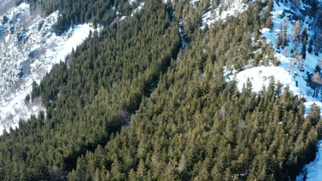 un denso bosque de pinos en invierno con manchas de nieve, proyectando sombras bajo un cielo despejado, vista aérea