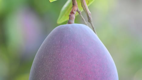 fruto de mango maduro colgando en un pedúnculo de una rama en un árbol de mango