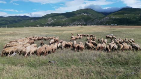 rebaño de ovejas y corderos pastando en el pasto de la tundra en el campo de bulgaria