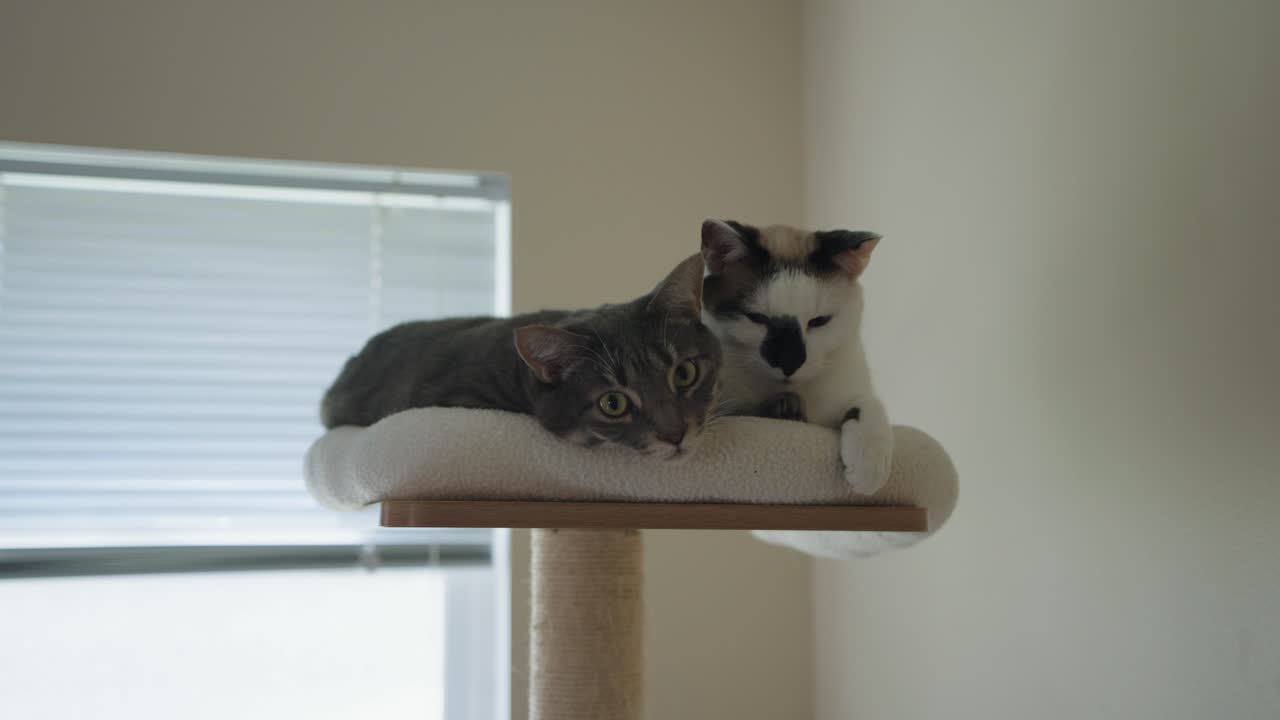 Two Cats Relaxing on Cat Tree