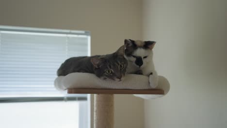 two cats relaxing on cat tree