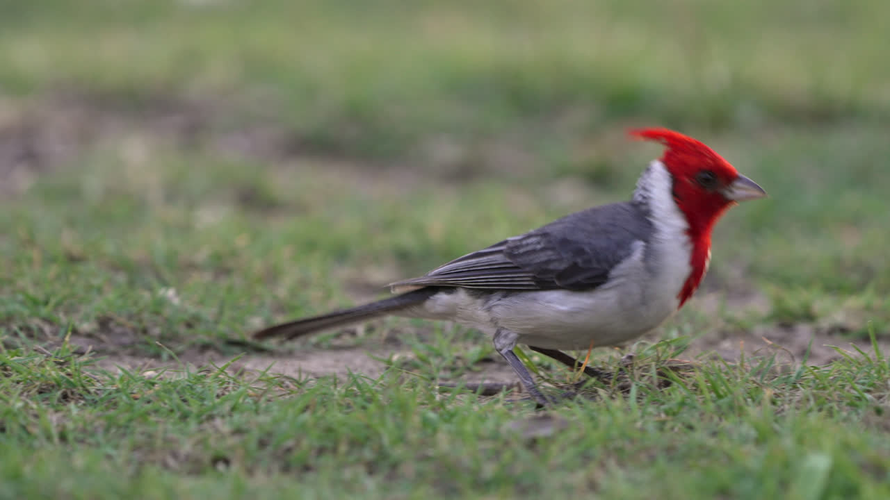 vista de cerca de un cardenal de cresta roja, paroaria coronata a nivel de los ojos en cámara lenta