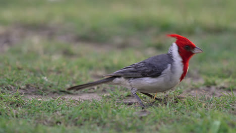 close up view of a red crested cardinal, paroaria coronata at eye level in slow motion