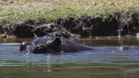 Ein-Nilpferd,-Das-Seinen-Kopf-Am-Flussufer-über-Das-Wasser-Hebt---Aus-Nächster-Nähe