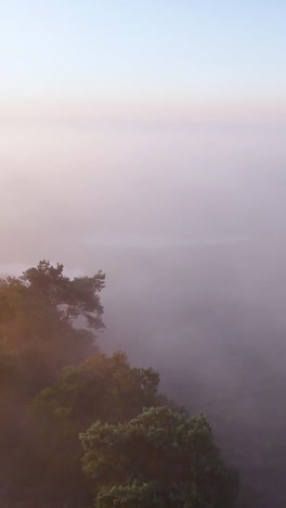 해가 뜨면 안개 인 숲 풍경