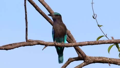 el rodillo indio es común en tailandia, se ve fácilmente cuando se viaja a la provincia y a los parques nacionales