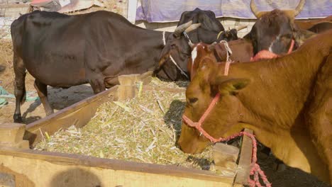 a detailed shot of cows and buffaloes feeding side by side.