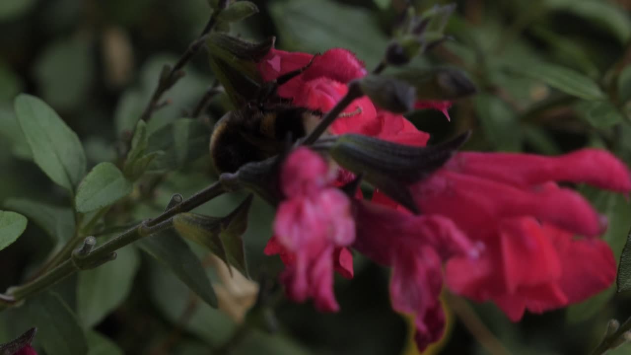 Zoom al rallentatore con messa a fuoco a cremagliera su un bombo che striscia su un fiore rosa brillante in giardino in una giornata ventosa