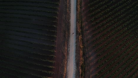 De-Arriba-Hacia-Abajo-Sigue-A-Una-Pareja-Caminando-Entre-Los-Campos-De-Viñedos-Durante-La-Puesta-De-Sol,-Portugal