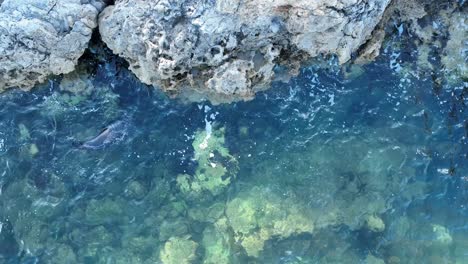 top down drone shot of seal swimming in water