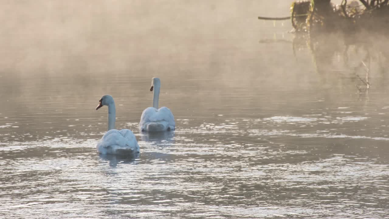 la niebla de la madrugada se eleva sobre la superficie del agua mientras dos cisnes nadan y se alimentan en irlanda