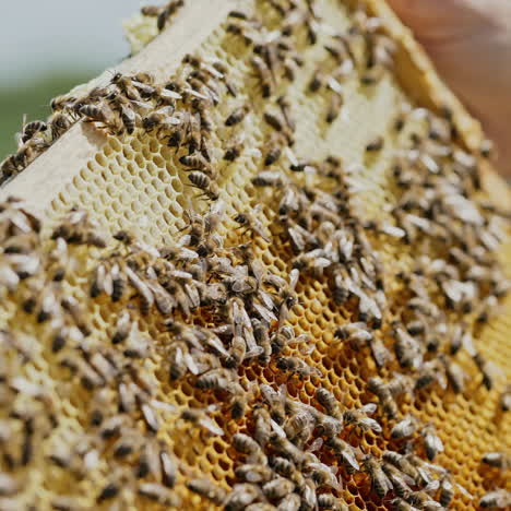 hands of apiarist holding a honey frame full of bees and looking carefully on the blur background. wooden frame with honeybees crawling in man's hands in a sunny day.