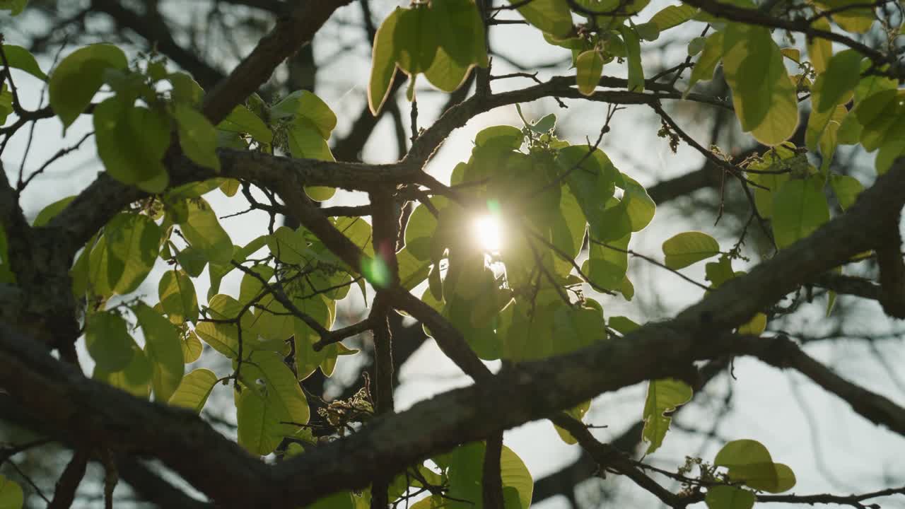 imágenes de naturaleza cinematográfica de 4k de ramas de árboles y hojas contra la luz del sol en un día soleado en la jungla en tailandia