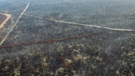 slow moving aerial of a charred australian landscape, camera slight upwards tilt