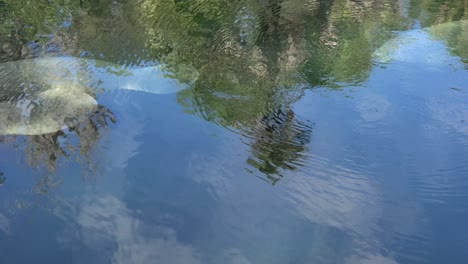 Manatíes-Flotando-En-El-Arroyo-En-Blue-Springs-Florida