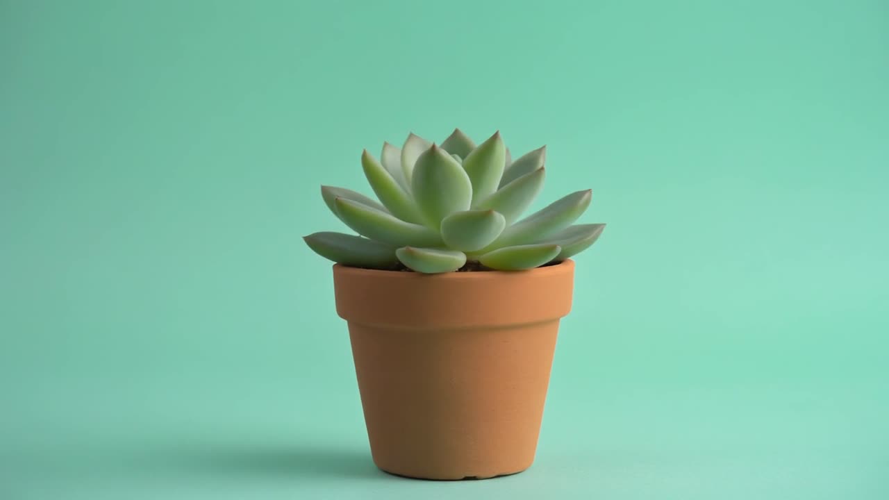 Sukulent Echeveria v terakotovém květináči na zeleném pozadí