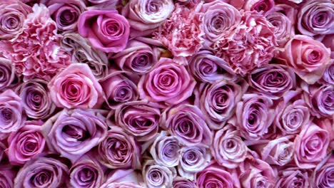 natural roses background closeup