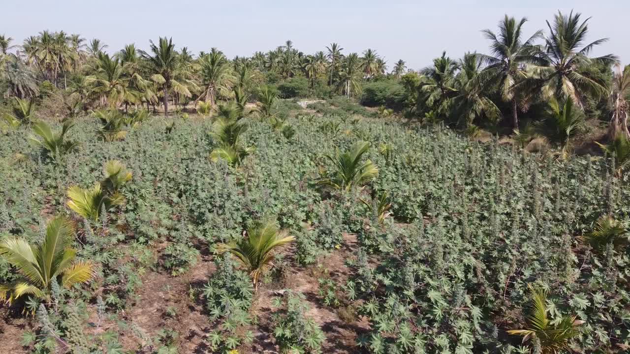 Drone shot of castor oil plants farm in small village in India