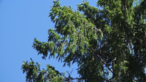 bushes of pine trees shaking in wind from out of focus and blurry to sharp, blue sky