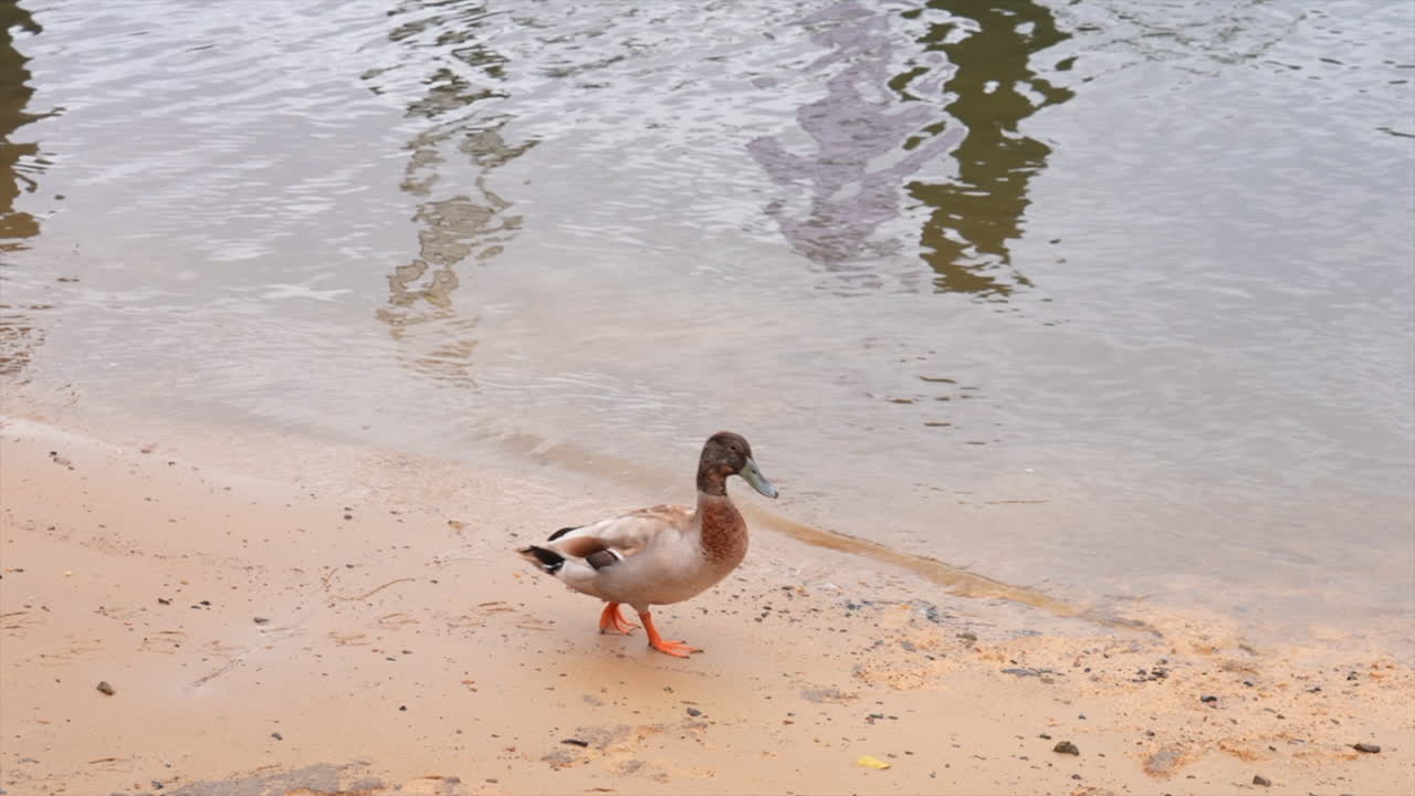 A duck strolling on the sandbank in the Hawkesbury river, New South Wales Australia