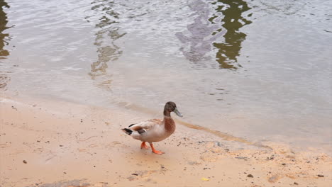 a duck strolling on the sandbank in the hawkesbury river, new south wales australia