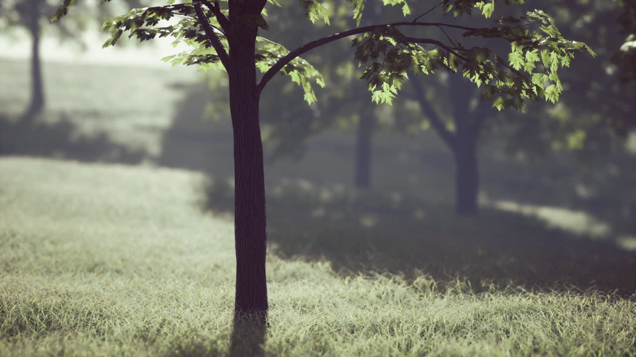 Majestic trees stand tall in a serene green landscape during sunset