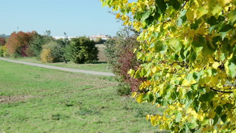 Medium-close-up-of-yellow-leaves-on-a-tree-moving-in-the-wind