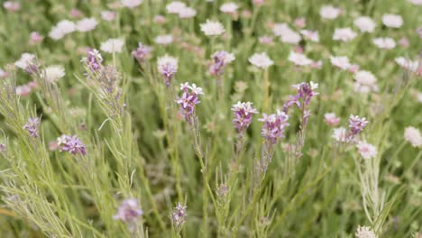 wild purple tassel flowers in meadow of tenerife island, close up view