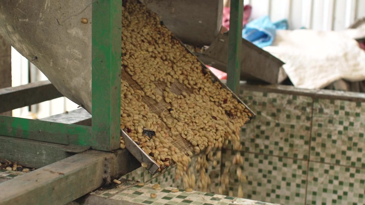 Coffee Bean Cascade from Pulping Machine Chute into Water Channel at Small Honduras Coffee Farm