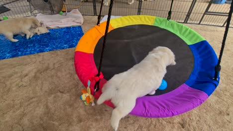 golden retriever puppy walking onto hanging round hammock indoors