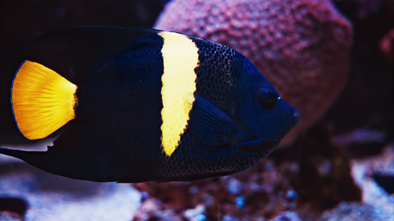 Close up of a barred spinefoot fish and a Arabian angelfish swimming ...