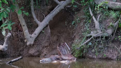 Kadaver-Des-Sambar-Hirsches-Halb-Im-Wasser-Untergetaucht,-Während-Die-Asiatischen-Wildhunde-Und-Warane-Zum-Fressen-Kommen,-Manchmal-Nehmen-Auch-Schildkröten-Einen-Teil-Des-Fleisches-In-Khao-Yai,-Thailand