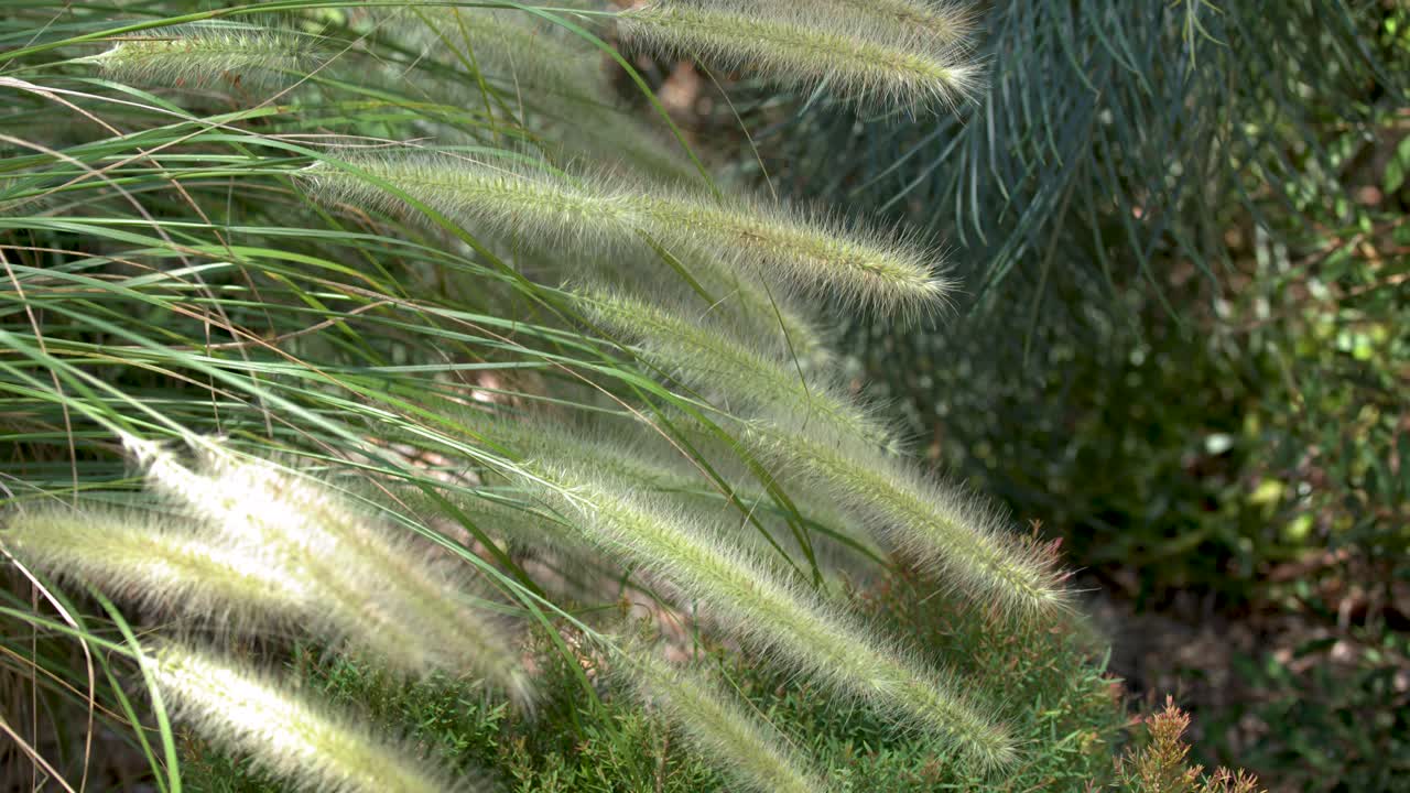 Primo piano di steli di erba fontana Pennisetum setaceum che ondeggiano dolcemente sotto una luminosa luce solare naturale