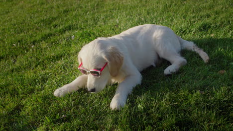 Perro-Gracioso-Con-Gafas-De-Sol-Tirado-En-El-Césped