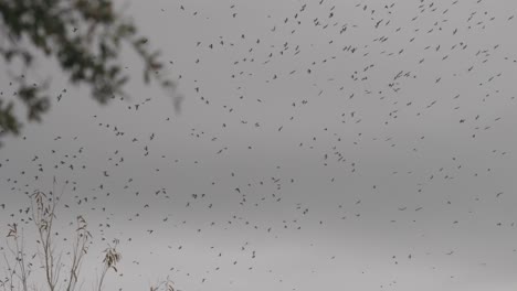 tree with thousands of birds migrating