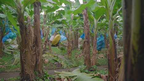 una serie de cintas transportadoras automatizadas que transportan canastas de banano desde la plantación hasta la planta procesadora, sobre los árboles