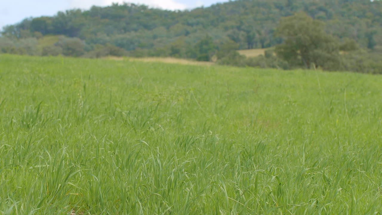 4k de cerca de la hierba de campo de avena verde en el campo australiano rural