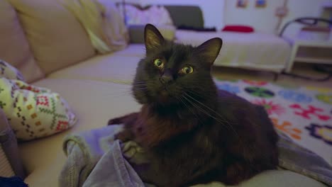 Fluffy-black-cat-chilling-on-the-sofa