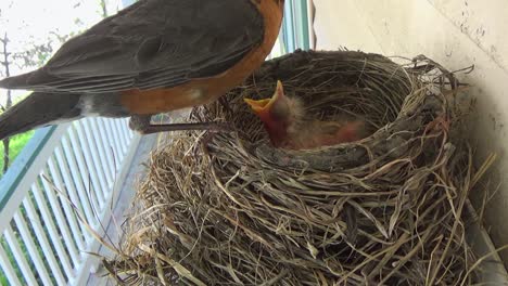 Das-Süße-Fuzzy-Baby-Robin-Erwacht-Aus-Dem-Schlaf,-Um-Große,-Fette-Fraß-Von-Mama-Zu-Essen