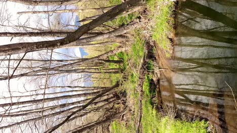 Vertical-footage-of-a-creek-with-greenery-and-trees-around-it