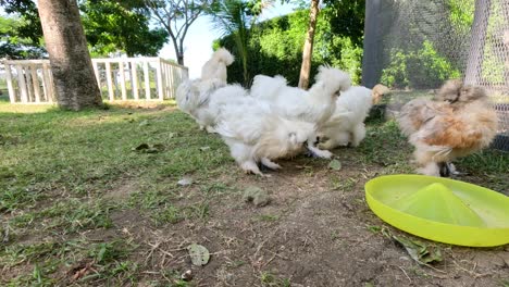 fluffy chickens in a garden