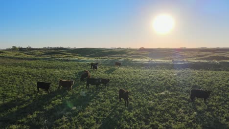 forward aerial of cows on field at the pampas, argentina, at sunset