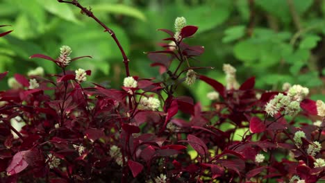 Vista-Más-Cercana-Y-Movimiento-De-La-Cámara-Del-Camión-Del-Lado-Izquierdo-De-Una-Planta-De-Alternanthera-Dentata-Rubra