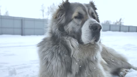 central asian shepherd dog on the snow